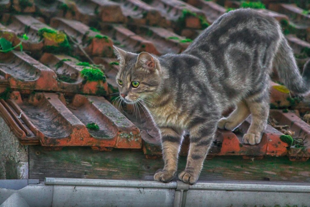 gutter cleaners in edmonton